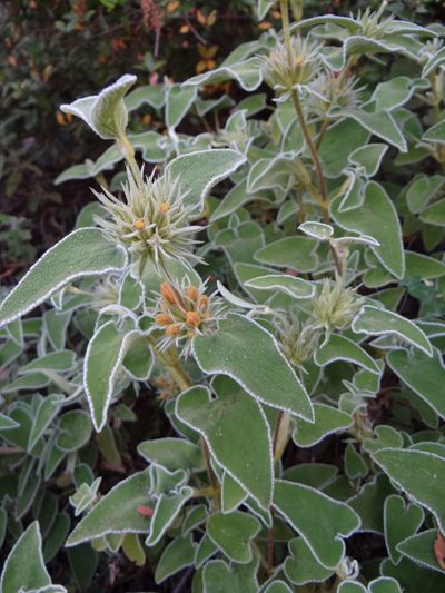 Phlomis leucophracta, photographed by Yves Bas
