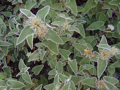 Phlomis leucophracta, photographed by Yves Bas