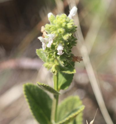 Stachys pycnantha, photographed by Scott Loarie