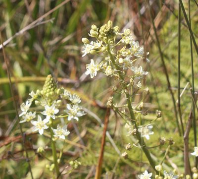 Toxicoscordion fontanum, photographed by Scott Loarie
