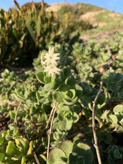 Silene crassifolia, photographed by Dave Richardson