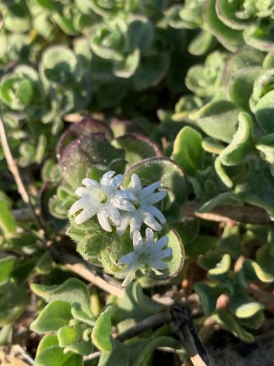 Silene crassifolia, photographed by Dave Richardson