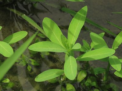 Sphenoclea zeylanica, photographed by chiuluan
