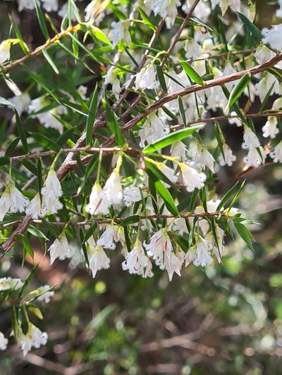Styphelia setigera, photographed by Andrew Harvey