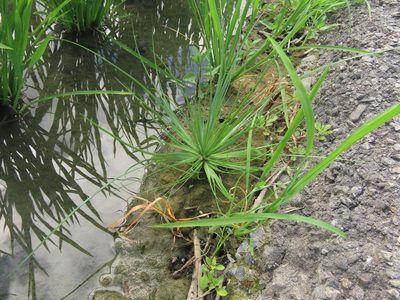 Fimbristylis littoralis, photographed by chiuluan