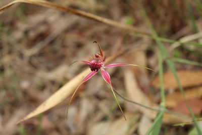 Caladenia arenicola, photographed by Em Lamond