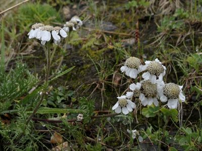 Achillea atrata, photographed by Claude Kolwelter