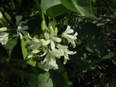 Cionura erecta, photographed by Yves Bas