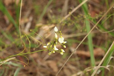 Drosera pallida, photographed by Em Lamond