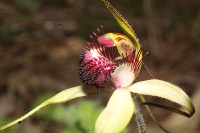 Caladenia arenicola, photographed by Em Lamond