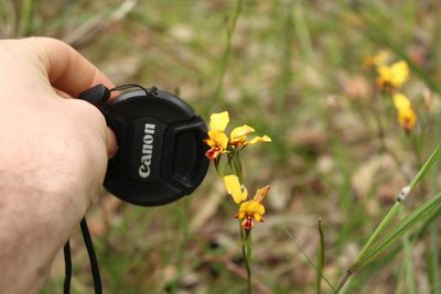 Diuris corymbosa, photographed by Em Lamond