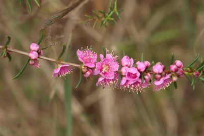 Hypocalymma robustum, photographed by Em Lamond