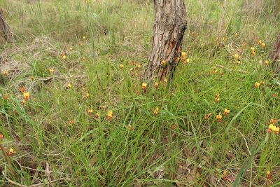Diuris magnifica, photographed by Em Lamond