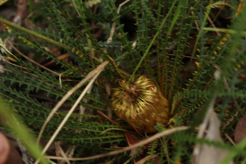 Banksia dallanneyi, photographed by Em Lamond