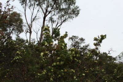 Banksia sessilis, photographed by Em Lamond