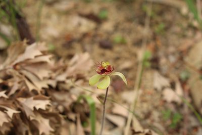 Caladenia discoidea, photographed by Em Lamond