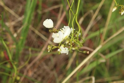 Drosera pallida, photographed by Em Lamond