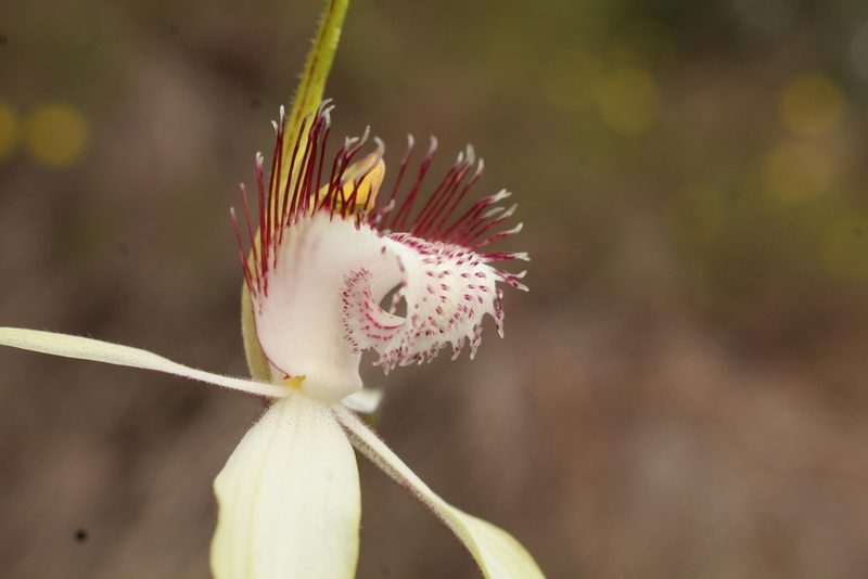 Caladenia splendens, photographed by Em Lamond