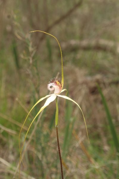 Caladenia splendens, photographed by Em Lamond