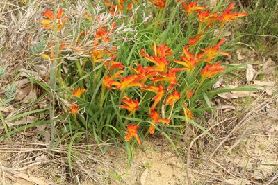 Anigozanthos humilis, photographed by Em Lamond