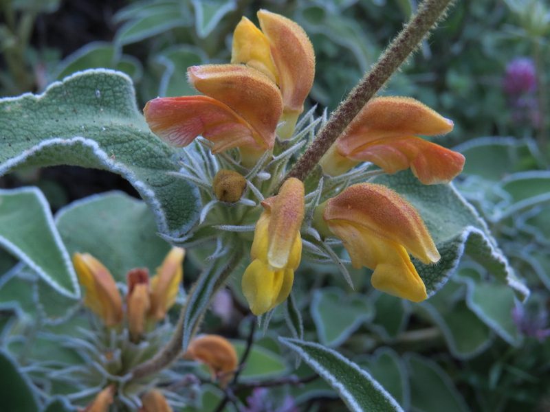 Phlomis leucophracta, photographed by Yves Bas