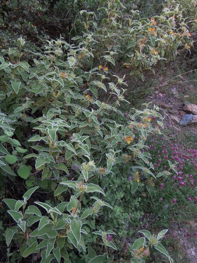 Phlomis leucophracta, photographed by Yves Bas