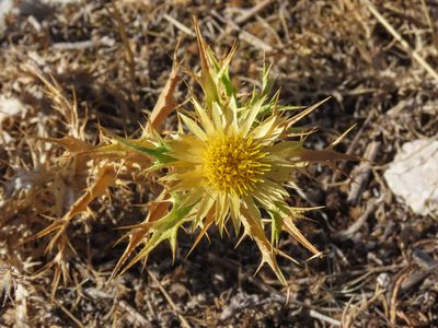 Carlina corymbosa, photographed by Emanuele Santarelli