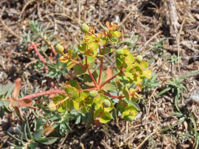 Euphorbia nicaeensis, photographed by Emanuele Santarelli