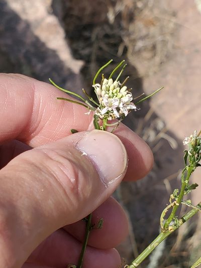 Thelypodium wrightii, photographed by Craig Martin