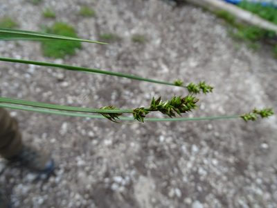 Carex muricata, photographed by Grzegorz Grzejszczak