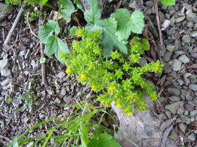 Sedum annuum, photographed by Grzegorz Grzejszczak