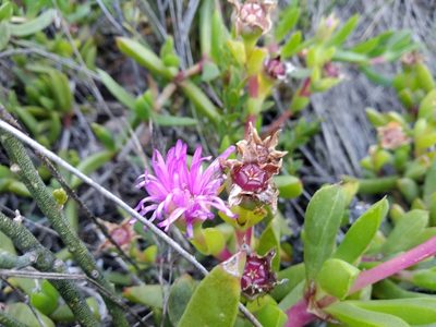 Ruschia rubricaulis, photographed by De Waal Hugo