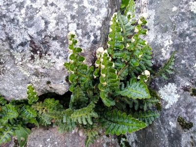 Asplenium cordatum, photographed by De Waal Hugo