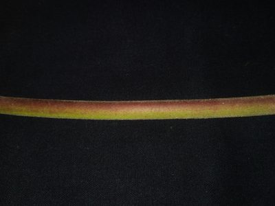 Operculina ventricosa, photographed by S.MORE