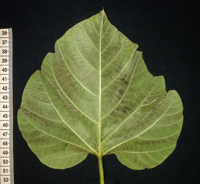Operculina ventricosa, photographed by S.MORE