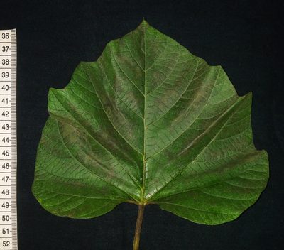 Operculina ventricosa, photographed by S.MORE
