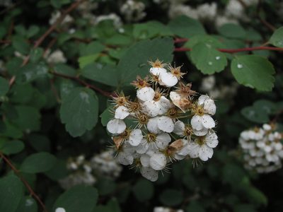 Spiraea trilobata, photographed by portioid