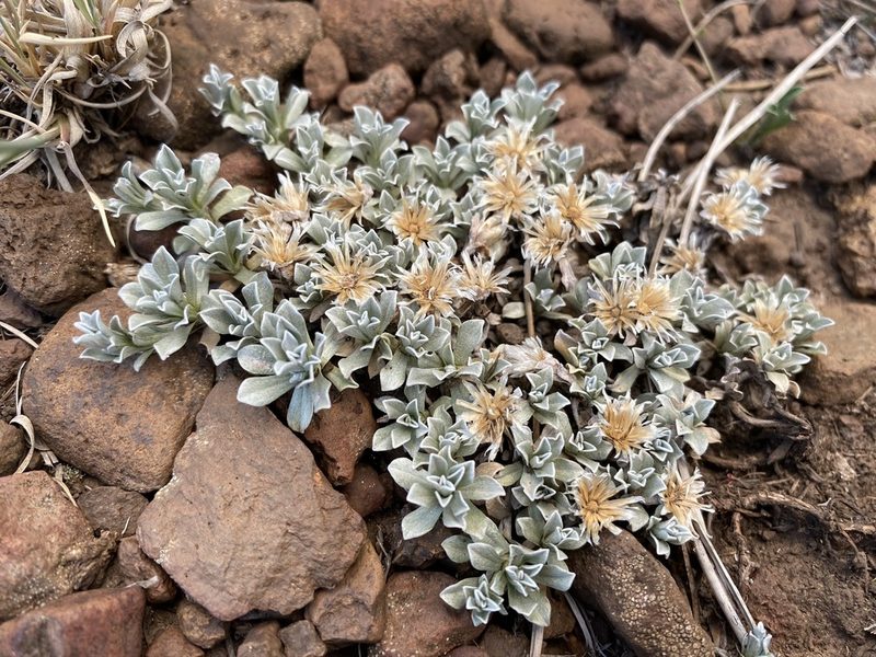 Antennaria rosulata, photographed by Matt Berger