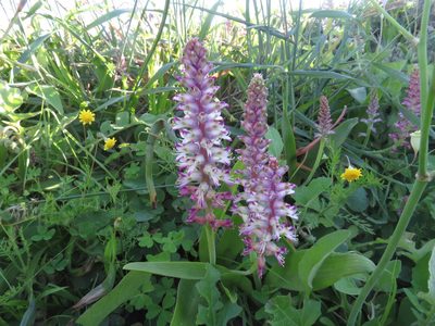 Lachenalia splendida, photographed by James Deacon
