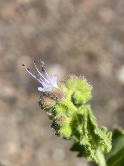 Phacelia serrata, photographed by Matt Berger