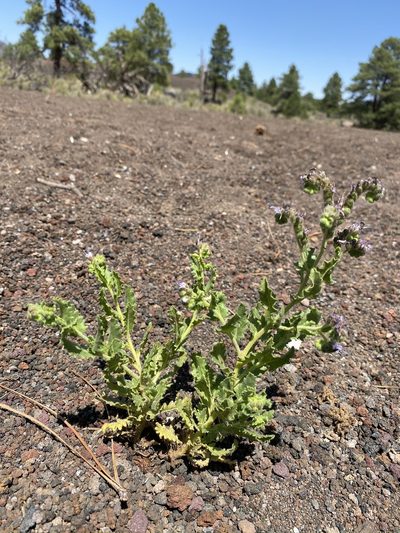 Phacelia serrata, photographed by Matt Berger