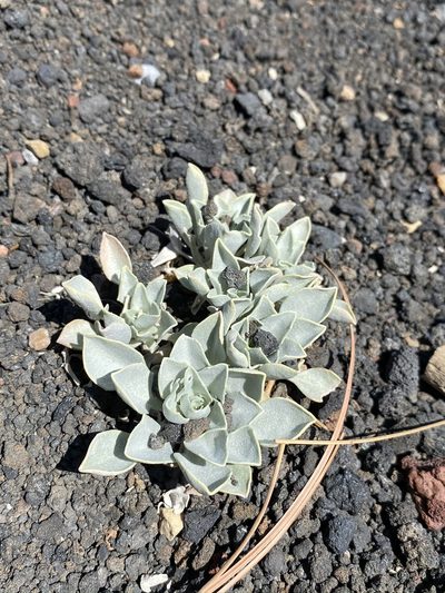 Physaria newberryi, photographed by Matt Berger