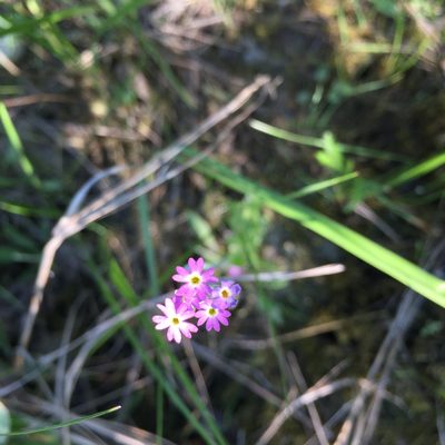 Primula incana, photographed by Jason Grant