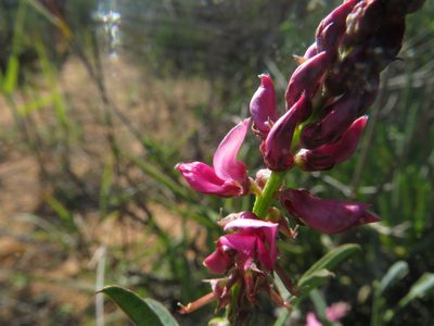 Indigofera amoena, photographed by James Deacon