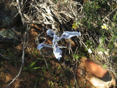 Moraea amabilis, photographed by James Deacon