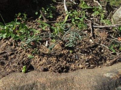 Gethyllis verticillata, photographed by James Deacon