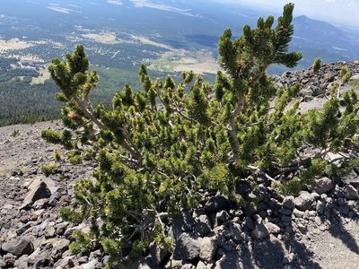 Pinus aristata, photographed by Matt Berger