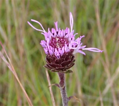 Liatris borealis, photographed by Stan Rullman