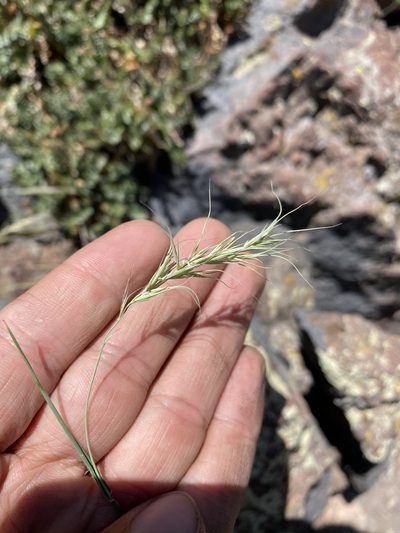 Elymus scribneri, photographed by Matt Berger