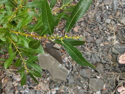 Salix lasiandra, photographed by Brodie Cass Talbott